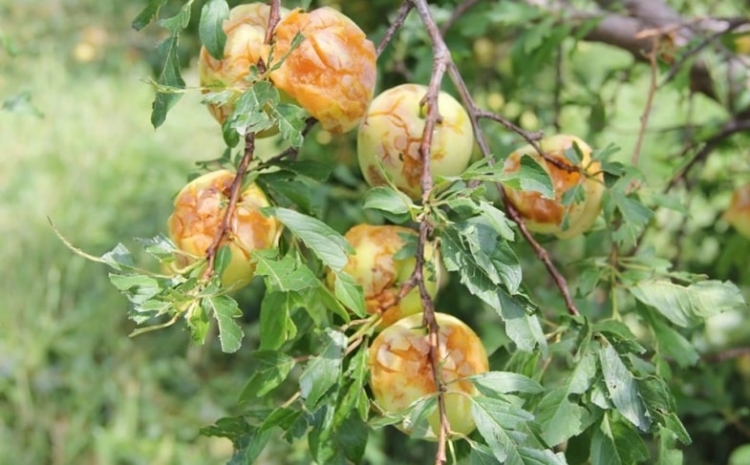 70% урожая фруктов в двух районах Крыма уничтожено вчерашним градом