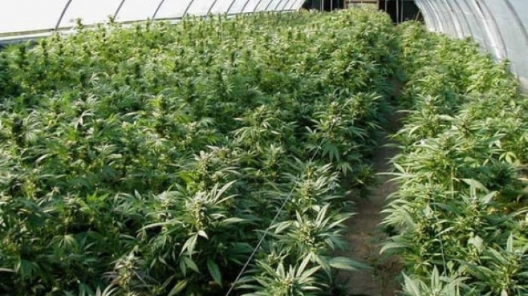 Арестован торговец марихуаной, который выращивал коноплю в теплице