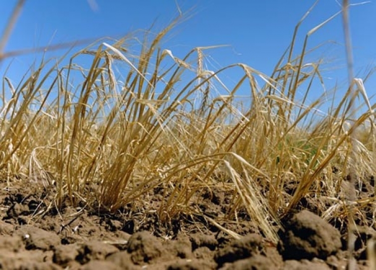 Чуда не произошло – засуха оставит Крым без урожая зерновых