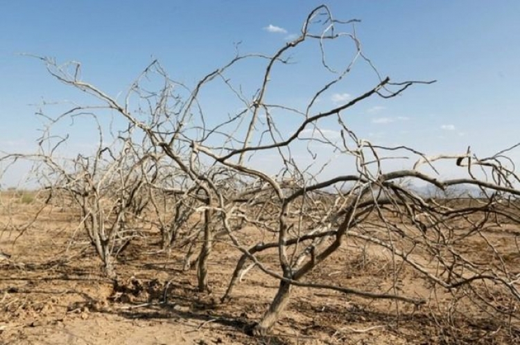 Экологи были правы – засохли краснокнижные деревья, которые в разгар лета пересадили на Максимову дачу