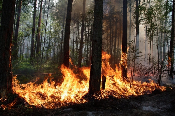 Лес в Лабораторной балке поджигают – считают местные жители