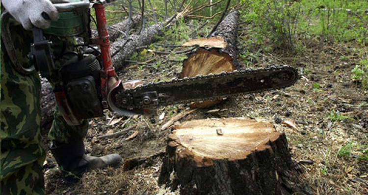 Министр экологии признал – в Крыму массово вырубают деревья