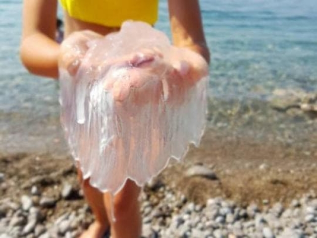 На курортах Западного Крыма – огромное количество медуз
