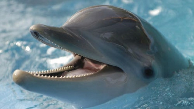 Никто не знает, сколько дельфинов ежедневно гибнет в Черном море