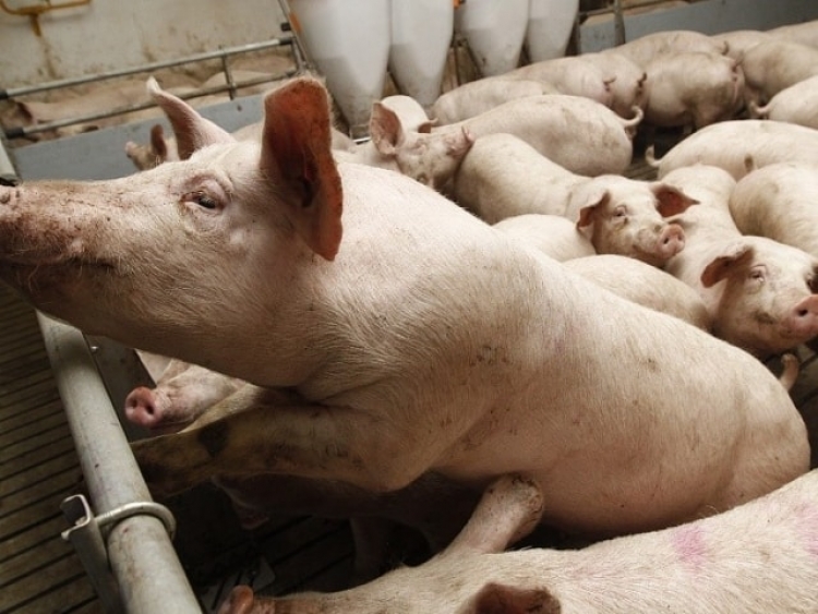 Олег Зубков остался без корма для животных – свиней на его ферме в Белогорском районе сожгли