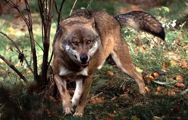 Осторожно волки: в Симферопольском районе хищники напали на людей