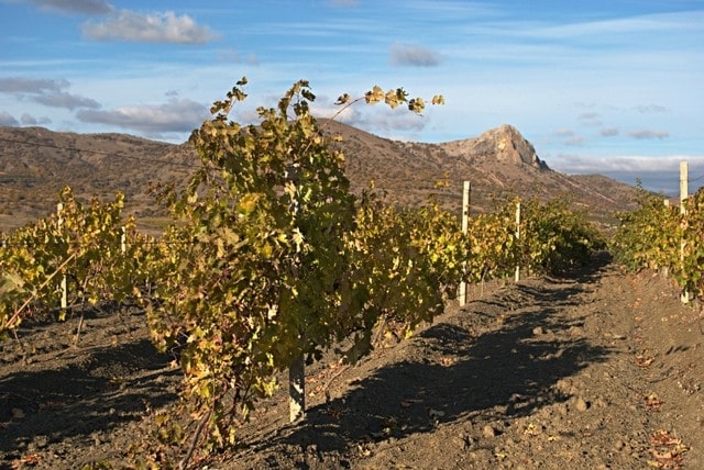 Площадь виноградников в Судакской долине сократилась почти наполовину