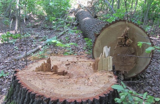 Ради песчаного карьера в Керчи уничтожают уникальный лес