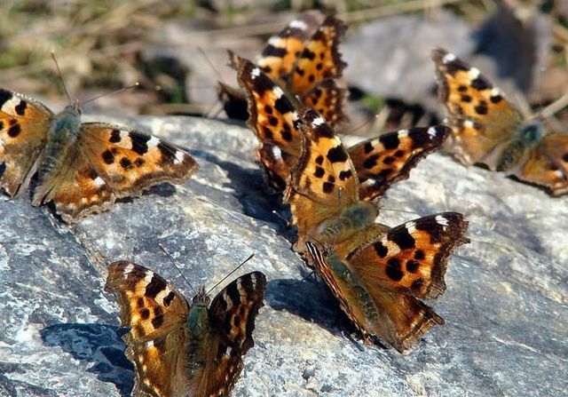 Севастополь атакуют тысячи бабочек-крапивниц