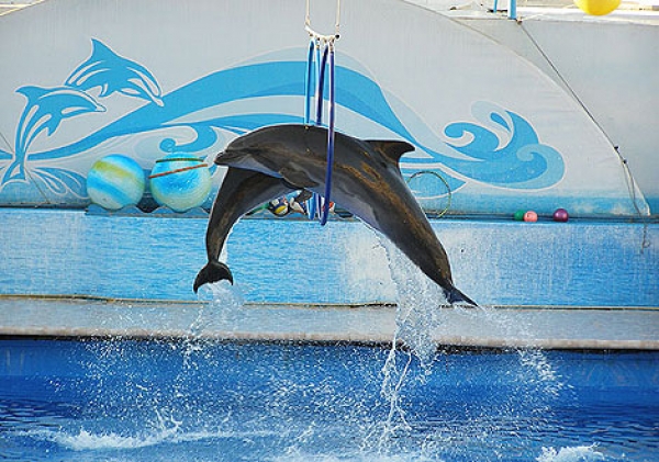 Скандал вокруг дельфинария