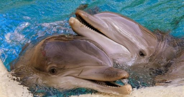 Скорую помощь для дельфинов создадут в Крыму