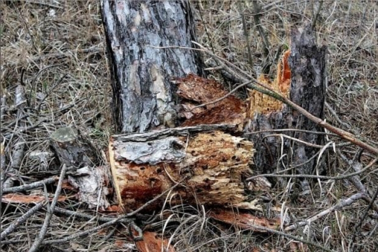 Специалисты выяснили вероятную причину масштабной гибели сосен под Феодосией