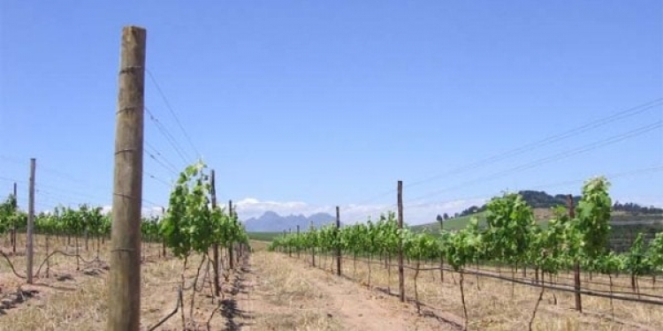 Стоимость виноградников, по которым пройдет «Таврида», компенсировать не будут