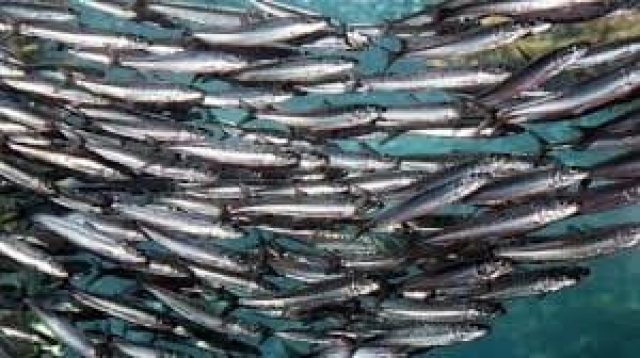 У берегов Ялты происходит массовый вылов рыбы