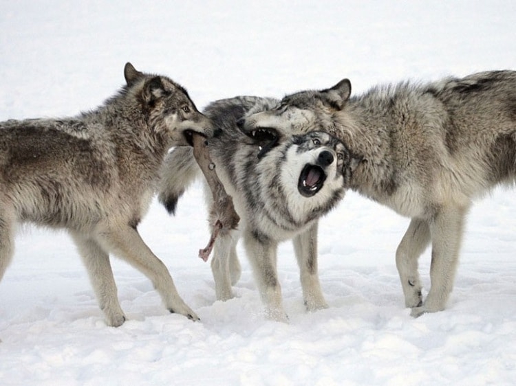 Ученые бьют тревогу по поводу агрессивного поведения волков в Крыму