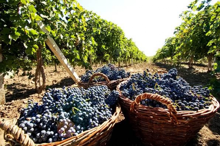 Урожайность винограда упала на 30%, но в Севастополе рады и этому