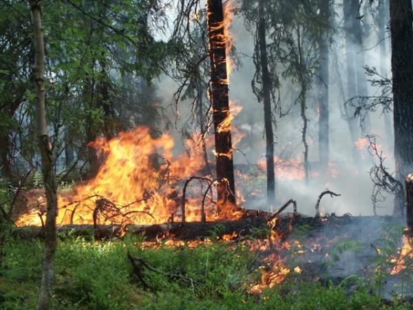 В Крыму проводят профилактику лесных пожаров