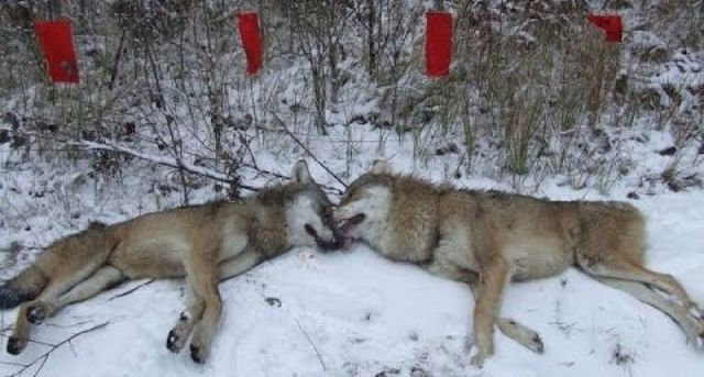 В Крыму уничтожат две трети волков