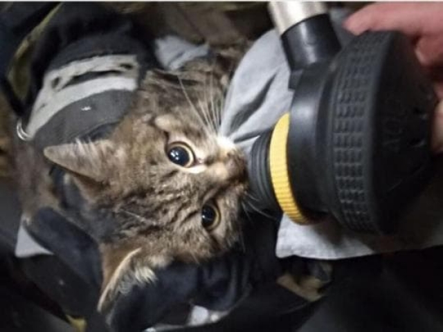 В квартире, охваченной огнем, спасатели нашли испуганного кота