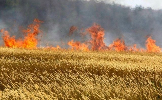 В с. Сумское сгорела почти половина пшеничного поля