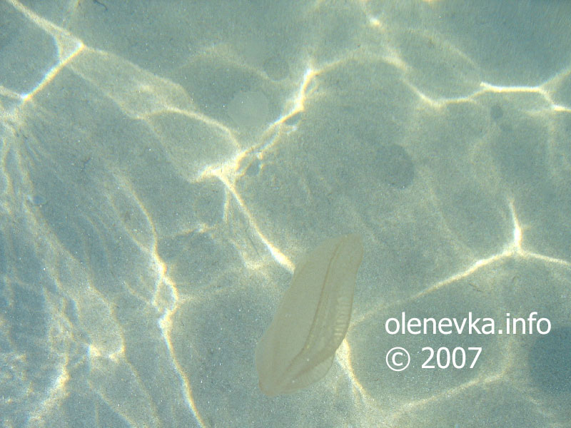 Ещё одна фотография коричневой медузы - мешка