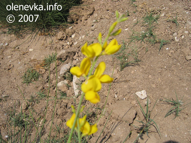 Почва жёлтых цветов, поместье Попова в Оленевке.