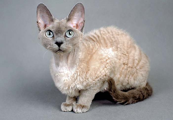 В чем особенности породы кошки Девон-рекс?