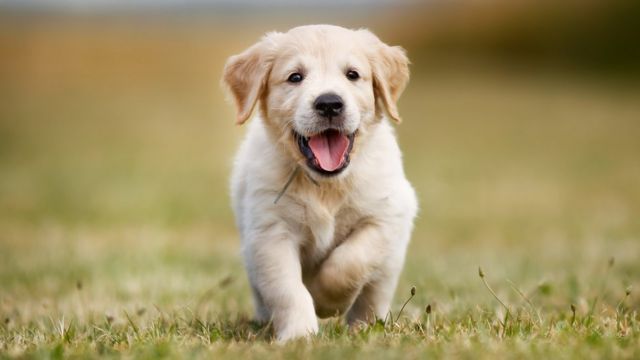 О собаках с любовью: породы, клички, дрессировка, питание и уход